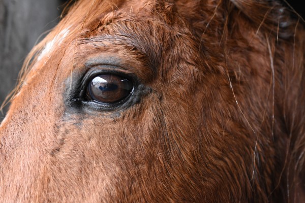 Nikon D7200 sample image 9