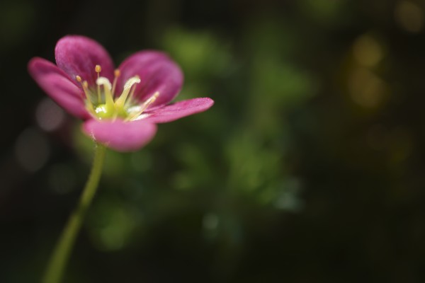 Samsung NX500 sample image 10