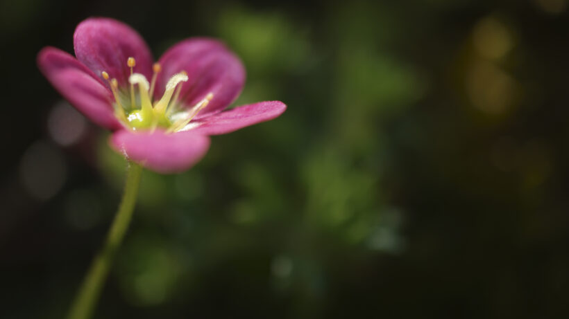 Samsung NX500 sample image 10