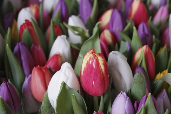 Samsung NX500 sample image 15