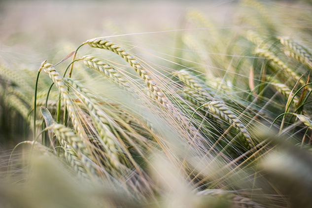 50mm f1.8