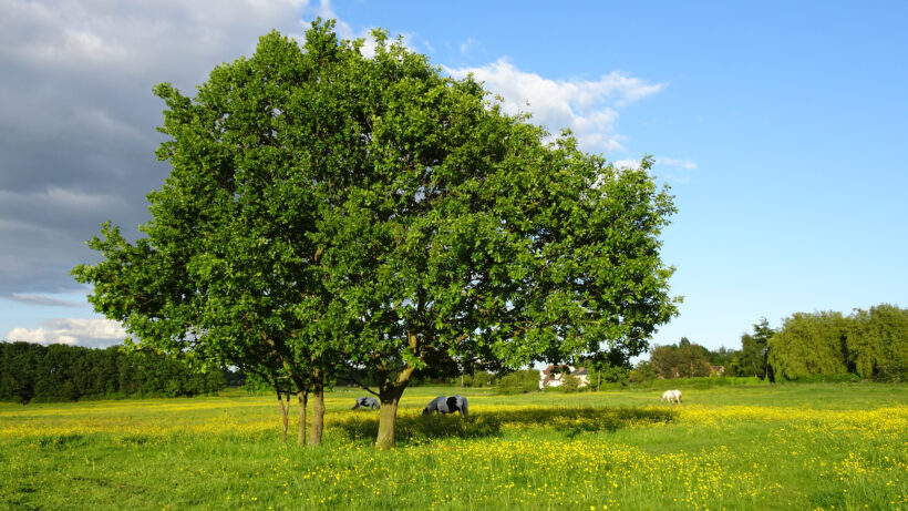 Sony HX90V sample image 2