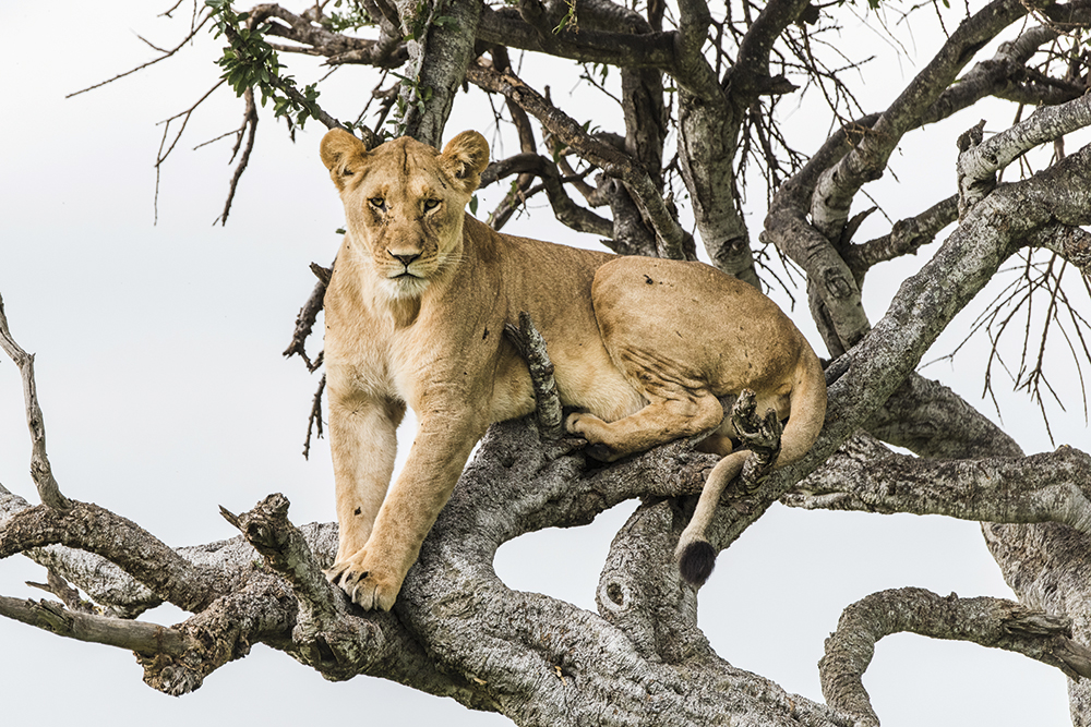 AF-S Nikkor 80-400mm f4.5-5.6G ED VR big-cat