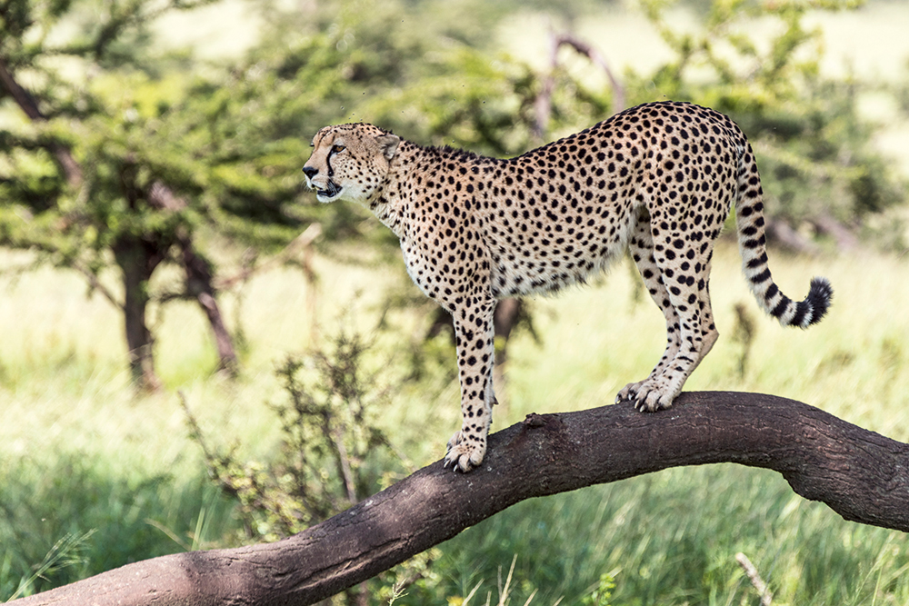 AF-S-Nikkor-80-400mm-f4.5-5.6G-ED-VR-shot-at-f5