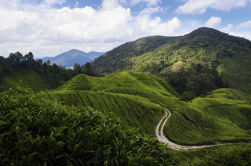 Cameron-Highlands,-Matt-Golowczynski