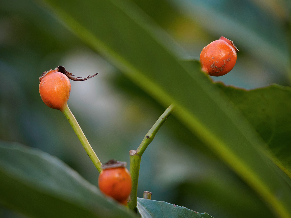 The minimum focus distance of 50cm is good for closeups