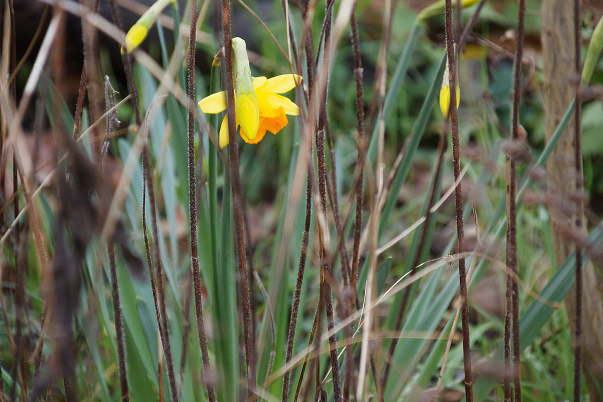 Using manual focus, I was able to isolate the daffodil from a busy foreground
