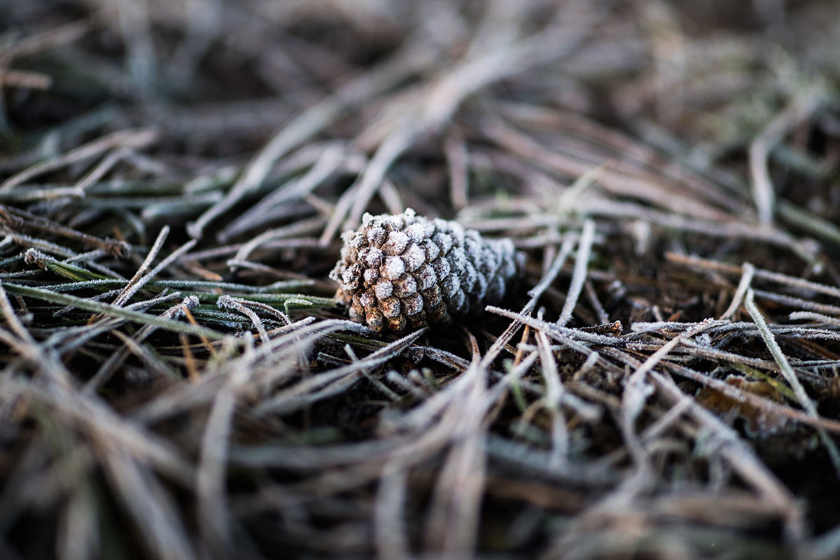 This shot was taken at the lens's minimum focus distance with the aperture set to f/1.2