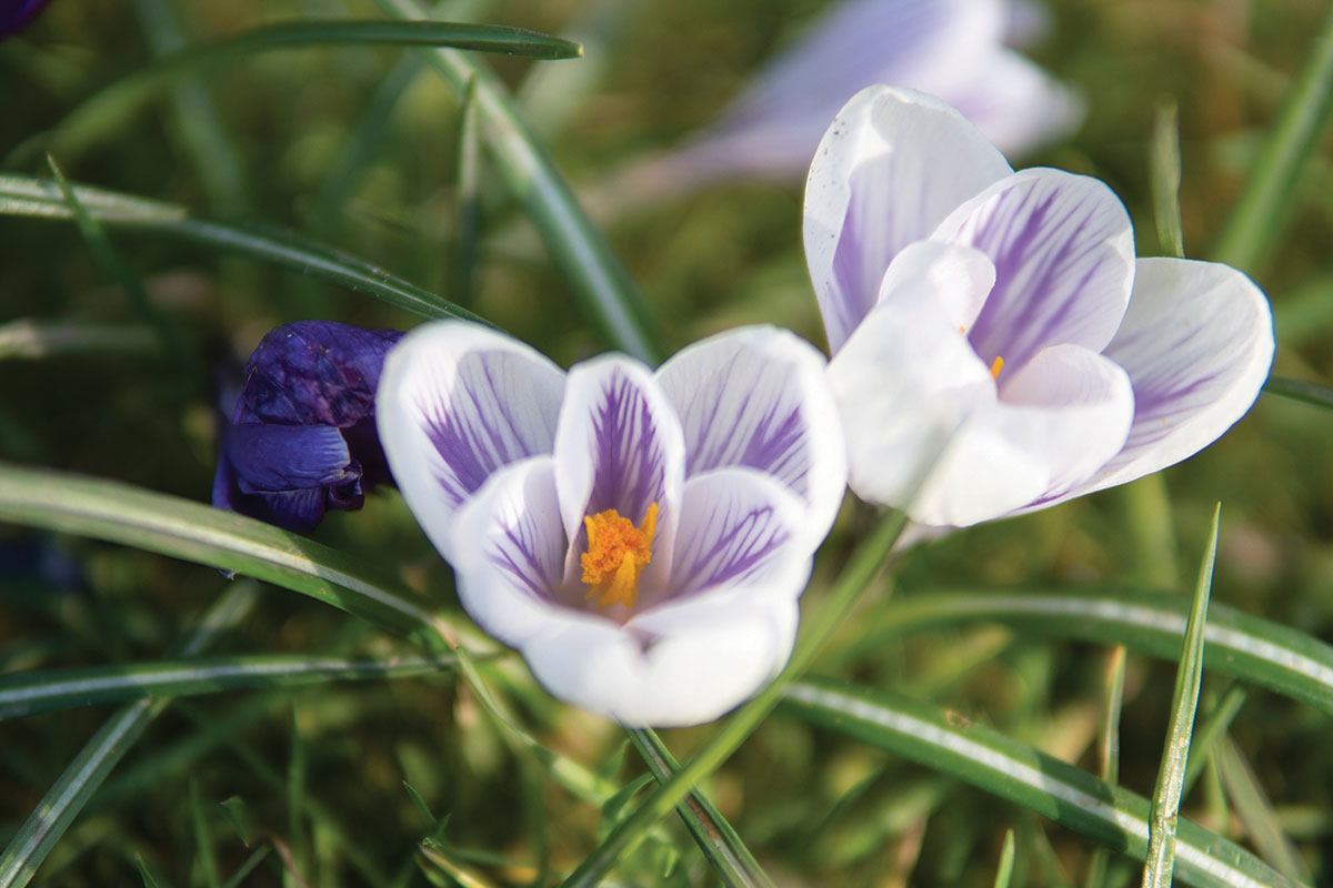 Sigma's 30mm f/1.4 produces a very shallow depth of field at minimal focus distance