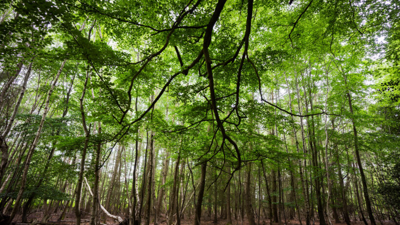Zeiss Batis 18mm f/2.8 Sample Image
