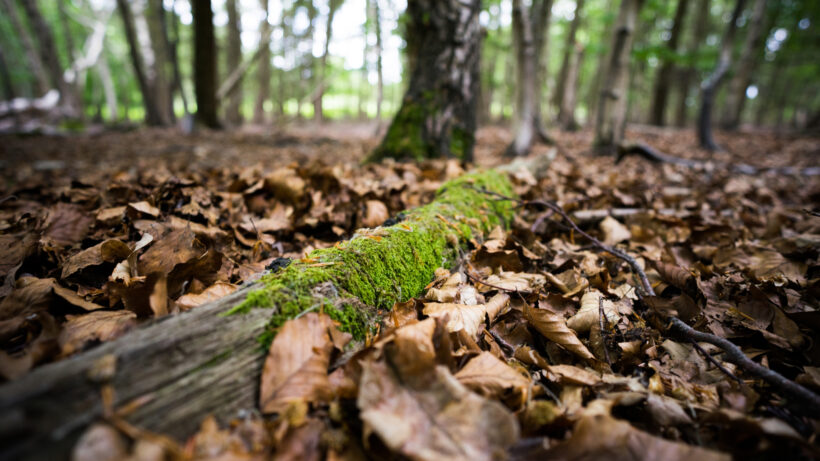 Zeiss Batis 18mm f/2.8 Sample Image