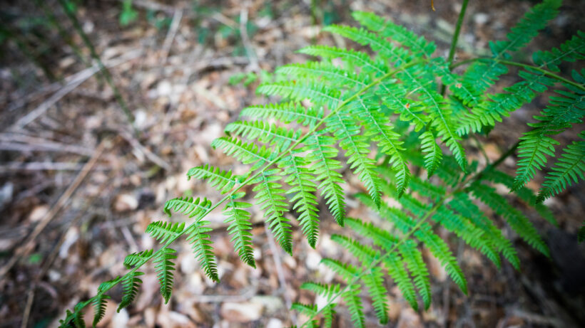 Zeiss Batis 18mm f/2.8 Sample Image