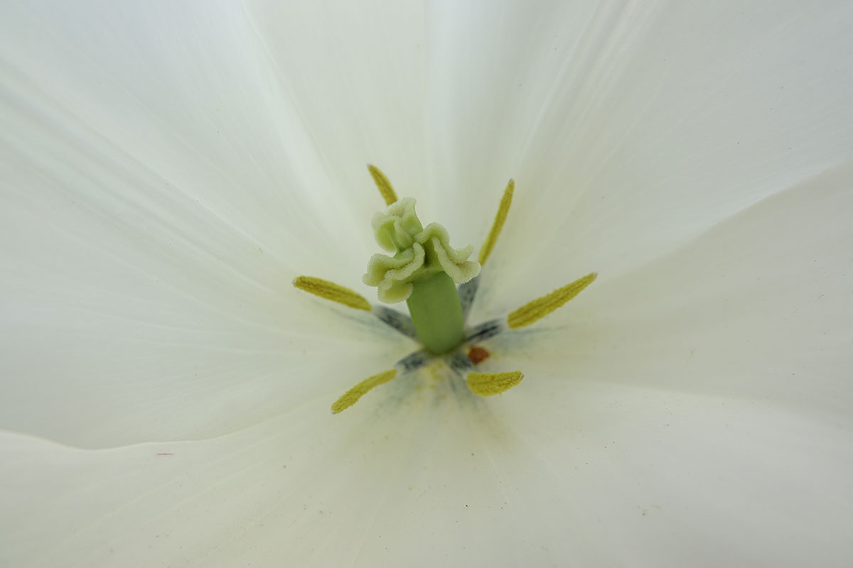Flower-2