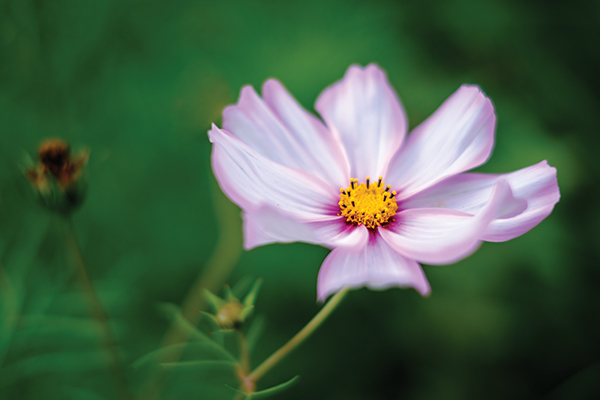 Ourense, Spain. The 35mm f/1.4 has a minimum focusing distance of 30cm, making it ideal for taking close-up photographs of flowers. 1/500sec @ f/1.8, ISO 200, X-T 1