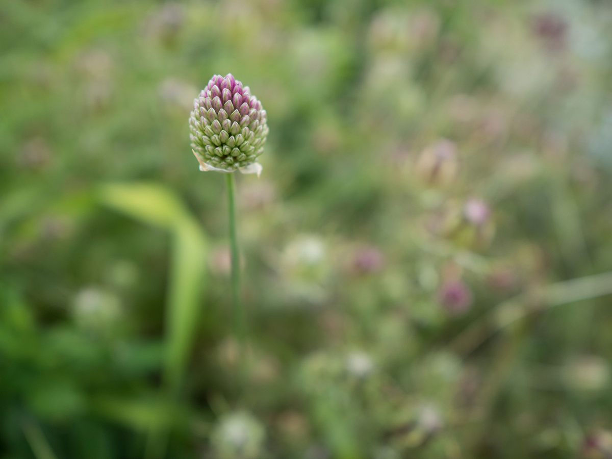 With its f/1.4 aperture and 20cm minimum focus, the lens can give some interesting close-ups