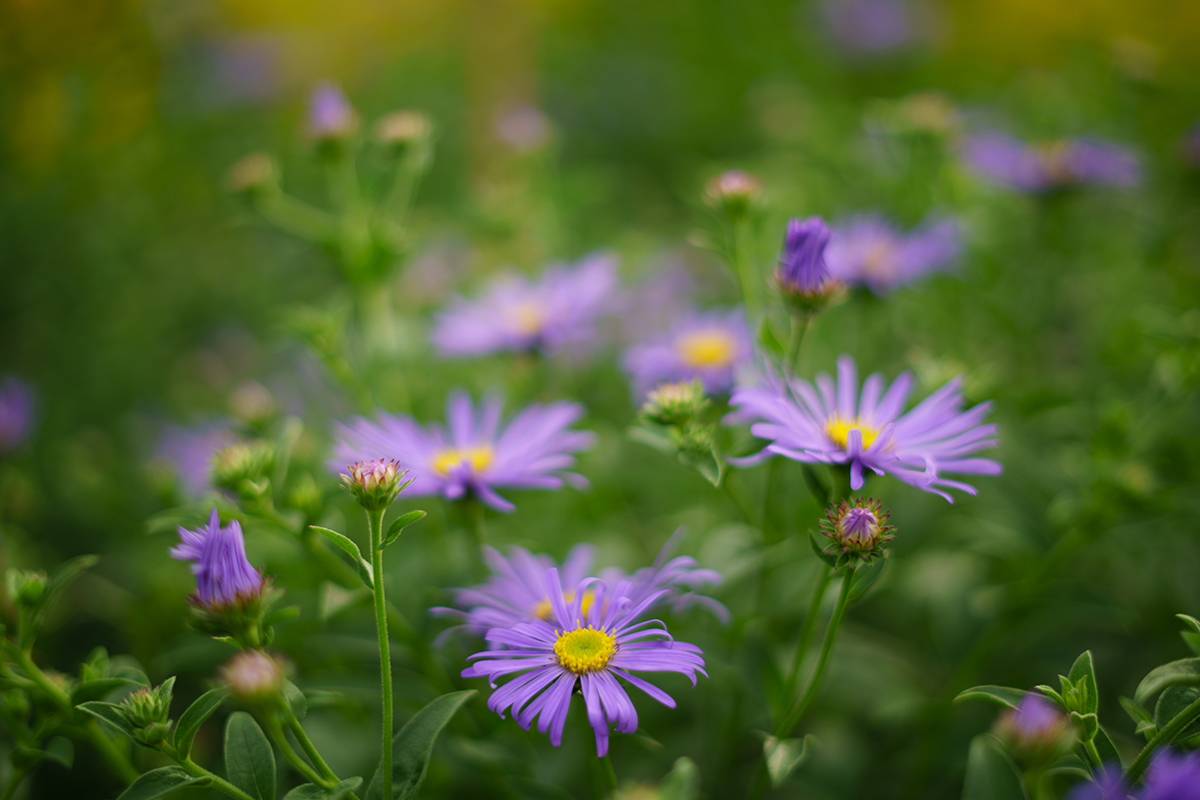 The large aperture allows selective focusing with shallow depth of field