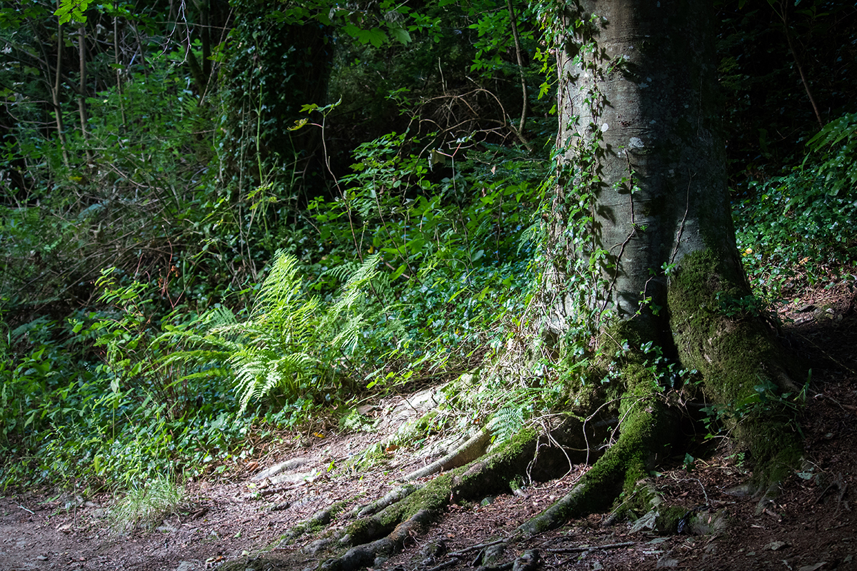 Tree-Light