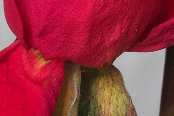 20MP standard mode upsampled to 50MP
