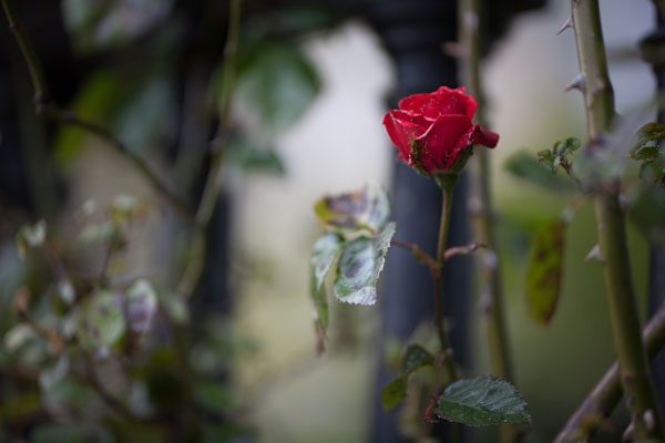 Accurate focusing is essential when shooting at large apertures. Canon EOS 5D, 1/640sec f/1.8 ISO 100