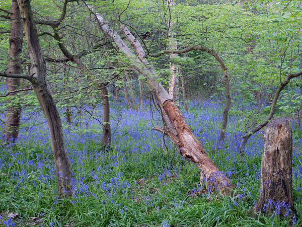 Panasonic's Dual IS is very effective; this was shot hand-held at 58mm equivalent and 1/6sec