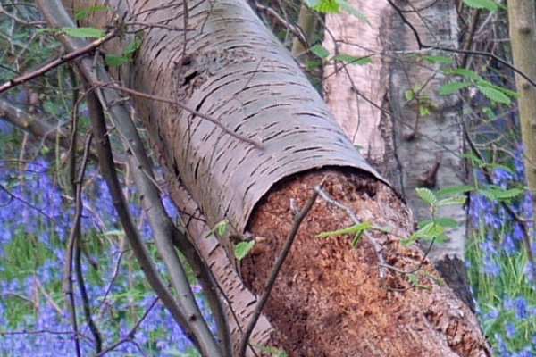 A 100% crop from the image shows how well the IS has done at keeping things sharp.
