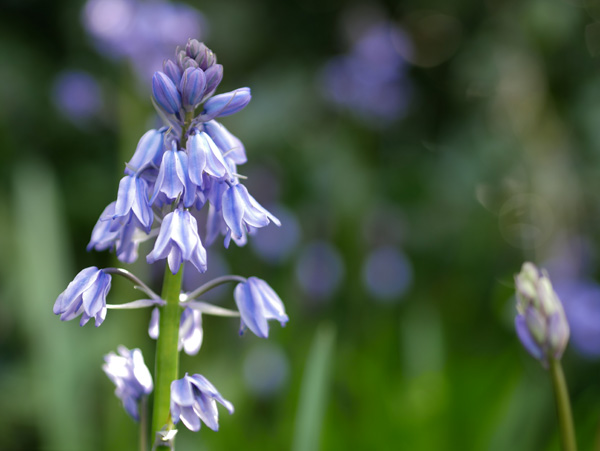 Autofocus is fast an accurate, even when shooting off-centre close-ups with a fast prime - here the Olympus 45mm f/1.7