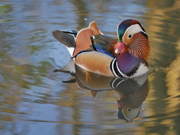 Here the GX80 gave brightly coloured, detailed results at ISO800, while hand-holding at 472mm (equiv) and 1/200sec