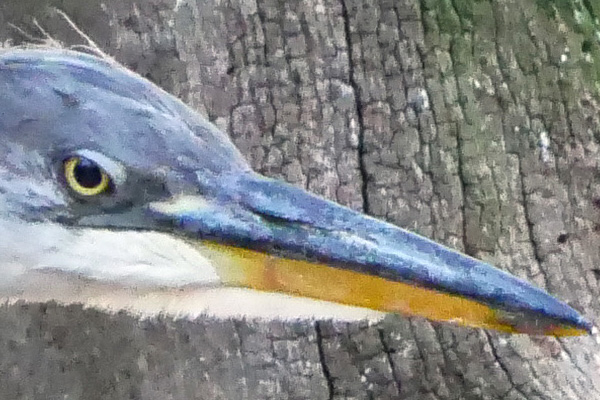 A 100% crop from the shot above shows that all much detail has been lost to noise reduction