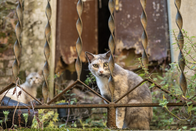 Fujifilm X-E5 review