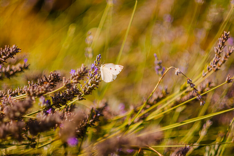 Fujifilm X-E5 review