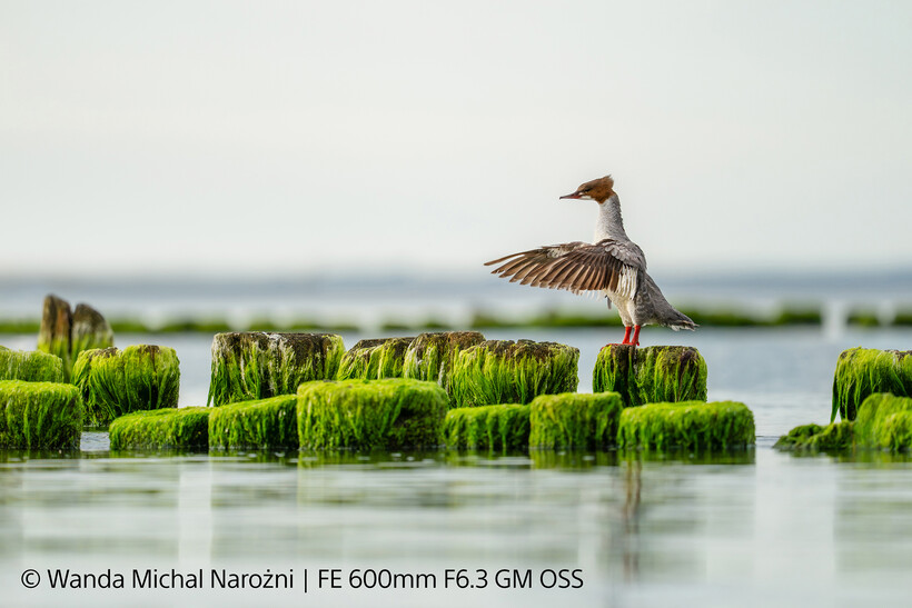 Sony 400mm f4.5 and 600mm f6.3 GM OSS
