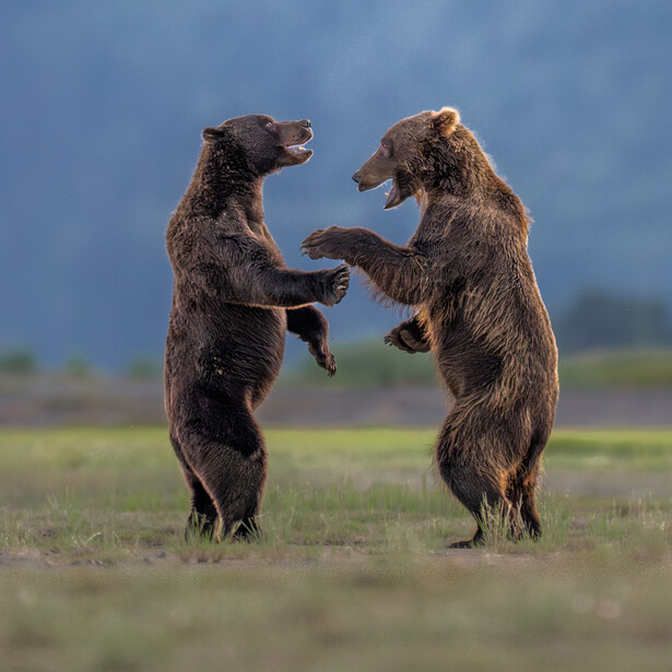 Comedy Wildlife Awards