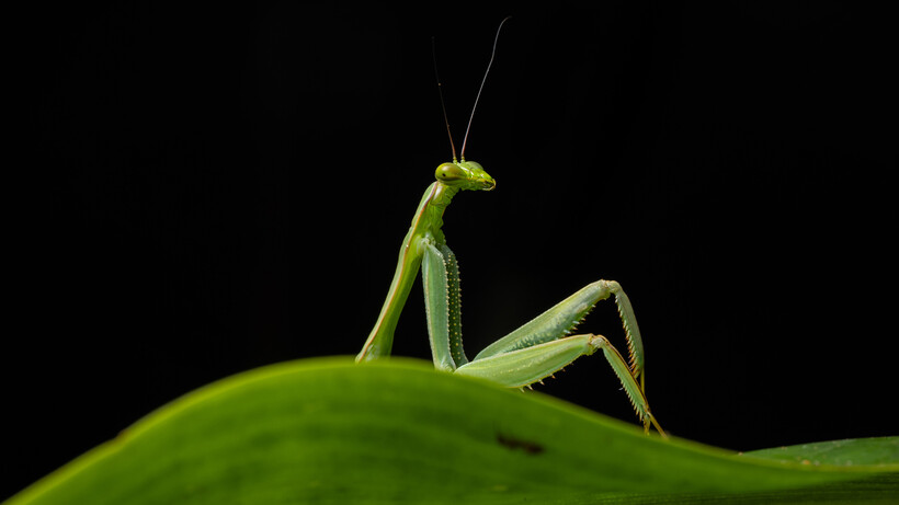 Over 40 funny animal pictures make the shortlist for the Nikon Comedy Wildlife Awards