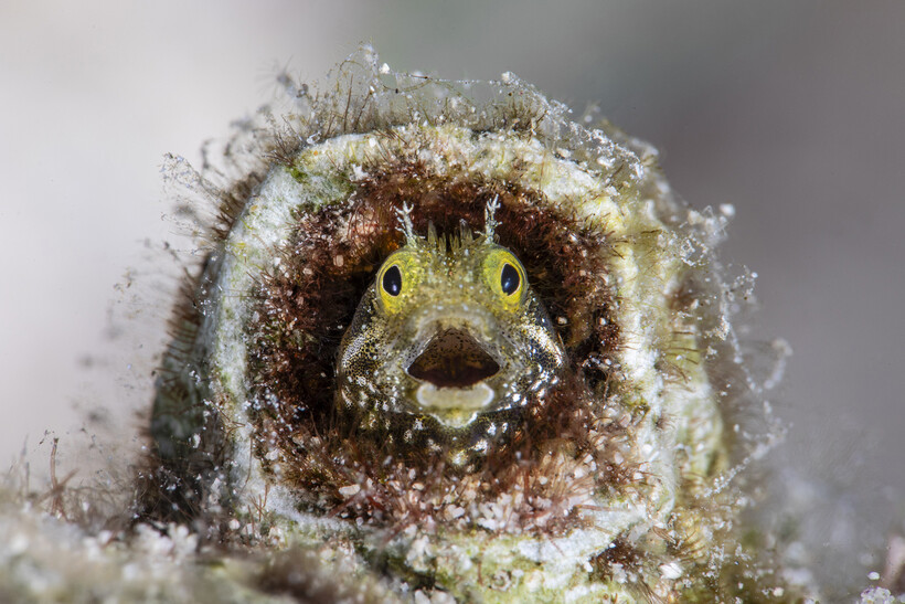 Comedy Wildlife Awards