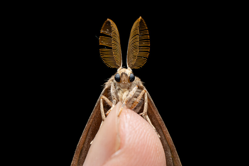 Laowa Acris 35mm f/2.8 1x macro APO lens