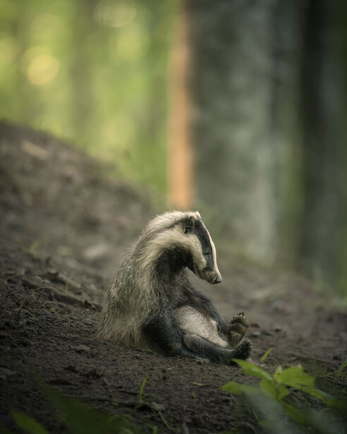 Comedy Wildlife Awards