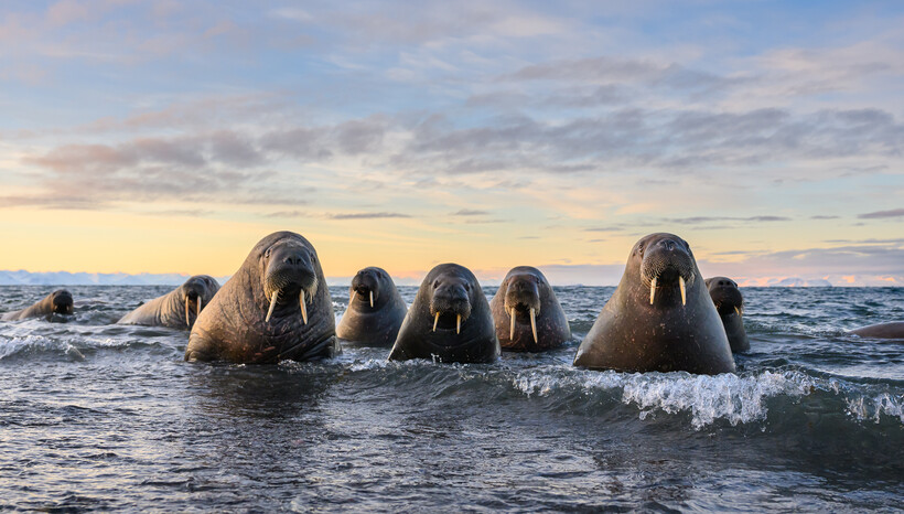 Comedy Wildlife Awards