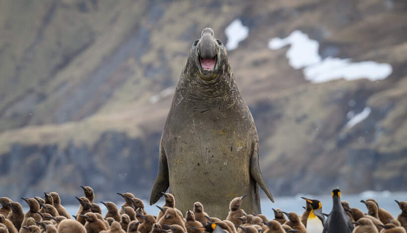 Comedy Wildlife Awards