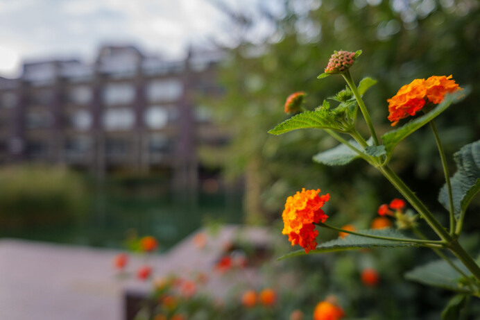 Panasonic Lumix S 20mm f2.5 review