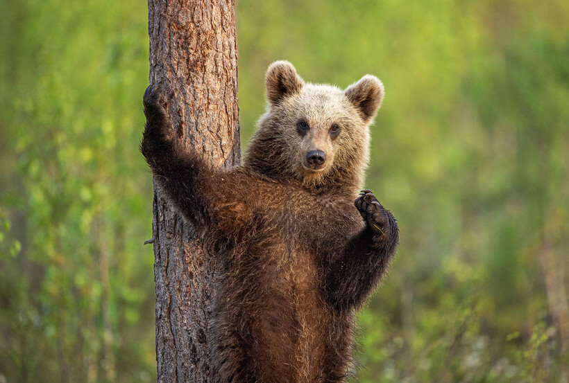 Comedy Wildlife Awards