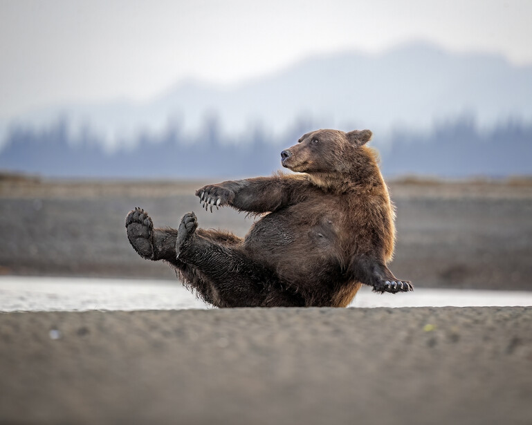 Comedy Wildlife Awards