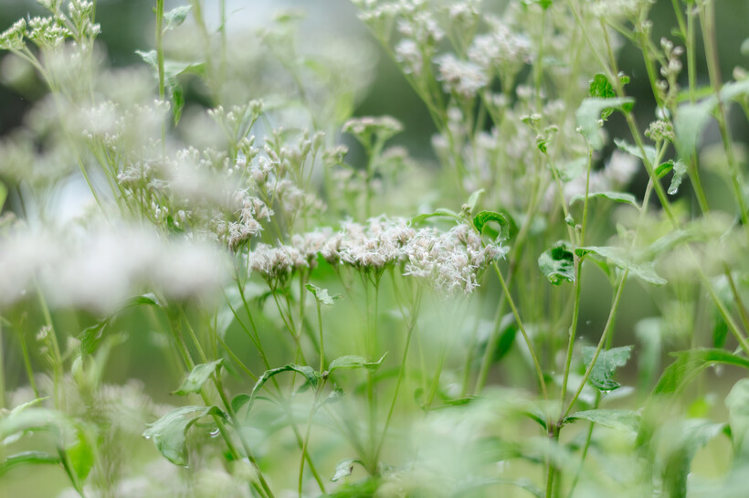 Sigma 50mm f/1.4 CL DG Contemporary lens sample image