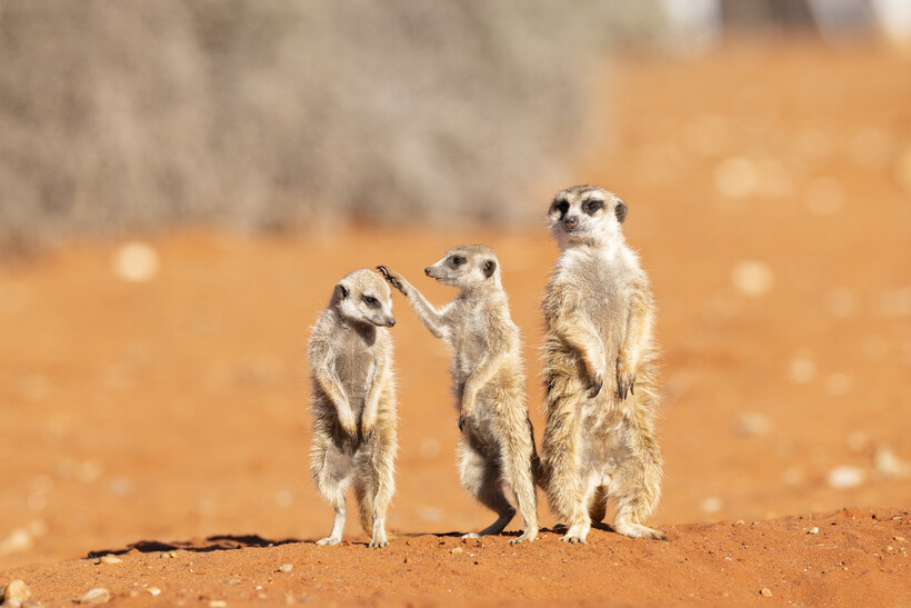 Comedy Wildlife Awards